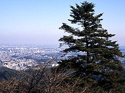 モミ(Abies firma):日本特産の常緑針葉樹