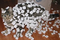 猫の被毛に蓄積された静電気により梱包材がまとわりついている