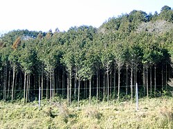 枝打ちされた杉の様子