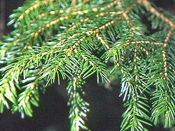 トウヒ(唐檜)の生態と分布に関する植物学的解説