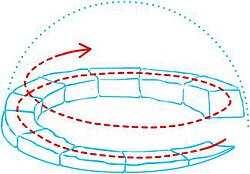 雪原に建てられたイグルーの様子