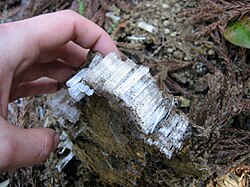 手でつかめるサイズの霜柱