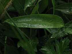 葉に結露した露