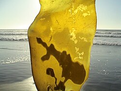 コンブ(昆布):生物学的特徴と食文化の歴史
