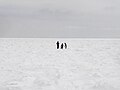 流氷ウォーキング