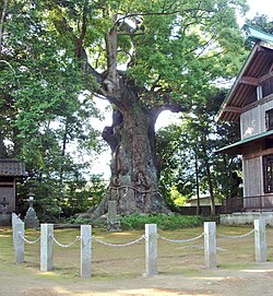杉桙別命神社の御神木