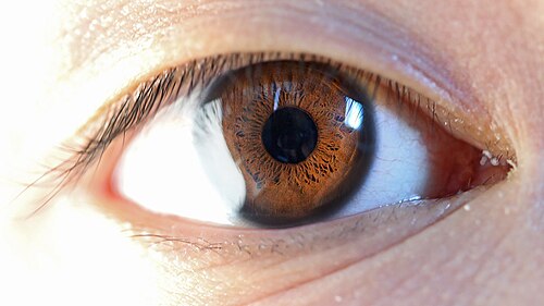 視覚器としての眼:構造と機能の解剖学的解説