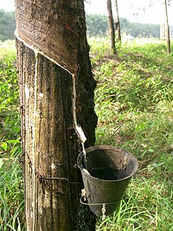 ゴム:弾性材料の特性と歴史