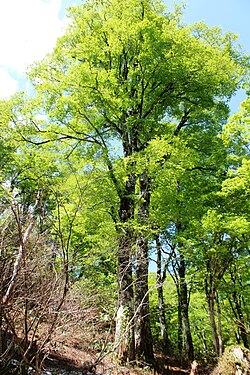 ブナ科の植物学と生態的特徴