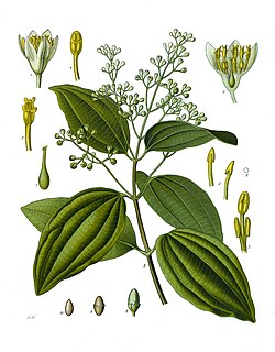 セイロンニッケイ:植物学的特徴と利用