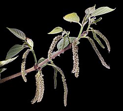カジノキの雄花序。淡緑色で穂状に垂れる。