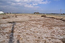 津波後の塩害で白く変色した水田
