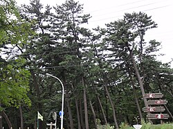 防砂林の役割と機能
