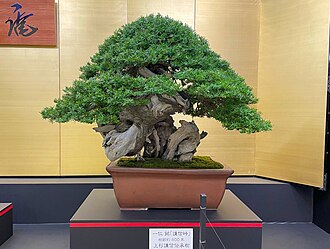 盆栽:自然の風景を鉢に凝縮する日本の伝統芸術