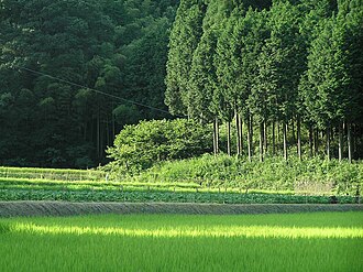 針葉樹林の生態と分布