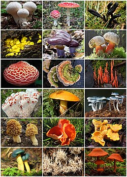 真菌類の生物学的特徴と系統分類の概要