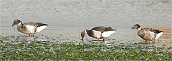 アマモを食べるコクガン