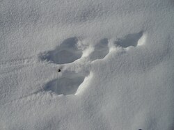 雪に残されたホッキョクウサギの足跡