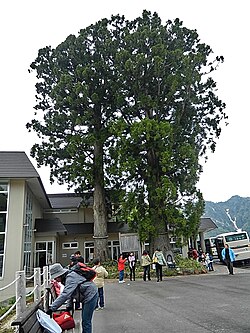 富山県の特異なスギ品種「タテヤマスギ」の生態と主な自生地
