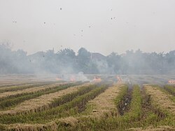 マレーシアの田んぼで行われている野焼き