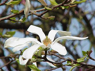 被子植物の概要と進化