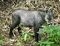 ニホンカモシカ(群馬県)