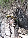 樹液に群がる昆虫