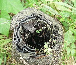 ヘゴ属の1種・茎の断面