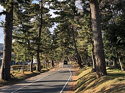 御油の松並木