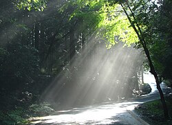 木漏れ日の自然現象と光学原理の解説