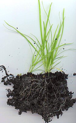 芝生(植物・造園・利用)の解説
