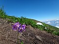山頂付近のハクサンコザクラ