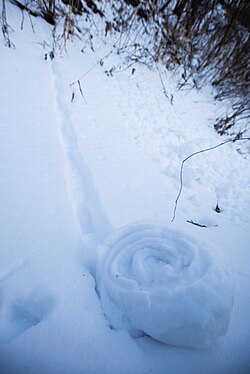 雪まくり(スノーローラー)の発生メカニズムと特徴