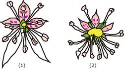 一般的なユキノシタとホシザキユキノシタの花の形状比較
