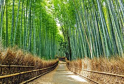 嵯峨野竹林 の小径