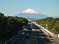 砂防事業で造成された湘南海岸のクロマツ林