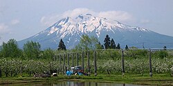 春のリンゴ畑と岩木山(弘前市小沢付近)