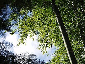モウソウチク(孟宗竹)の生態と分布