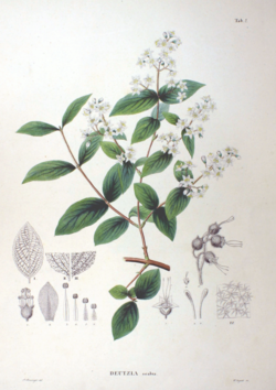 1870年のウツギの植物図イラスト