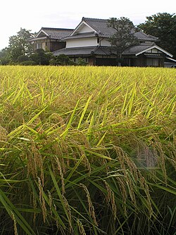 豊作:農業における収穫と経済的影響