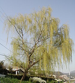 ヤナギ属(柳):植物学的特徴と生態
