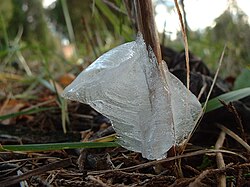 植物の茎からのびる氷花