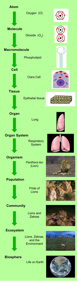 生物学的階層:生命の構造的組織化