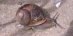 無脊椎動物の形態的特徴を観察する様子