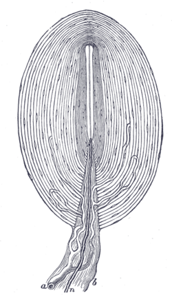 パチニ小体:振動を感知する皮膚の機械受容体