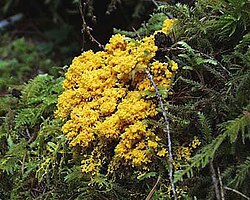 変形体(粘菌の栄養体)の生態と構造