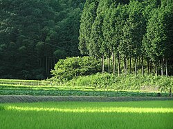針葉樹の生物学的特徴と利用