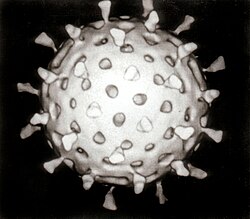 ウイルス:構造と生物学的特性の概説