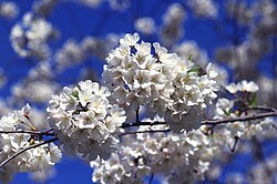 季語の歴史と定義