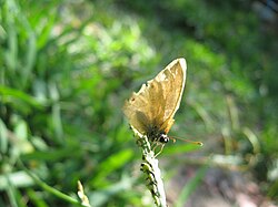 カオス理論におけるバタフライ効果の科学的背景と歴史